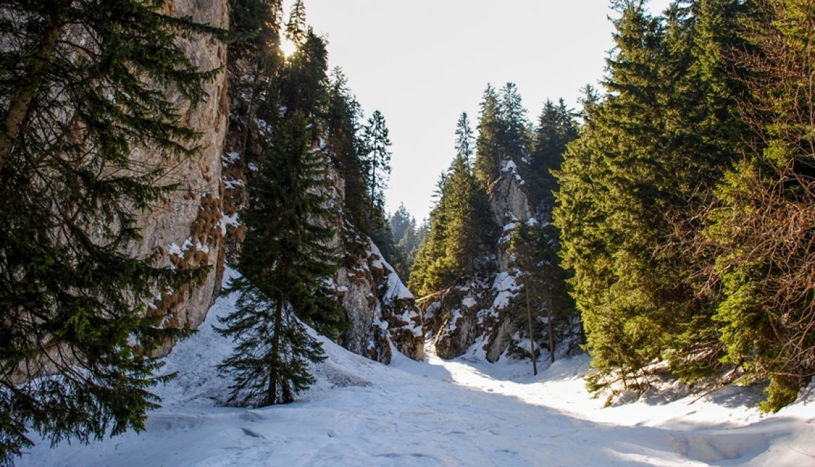 Căutând sălbaticia Masivului Postavarul